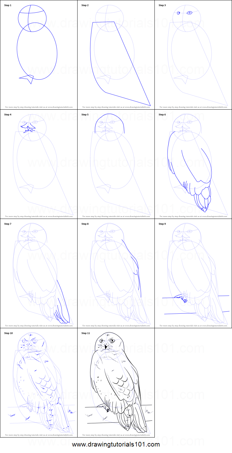 751x1463 How To Draw A Snowy Owl Printable Step - Owl Drawing Tutorial