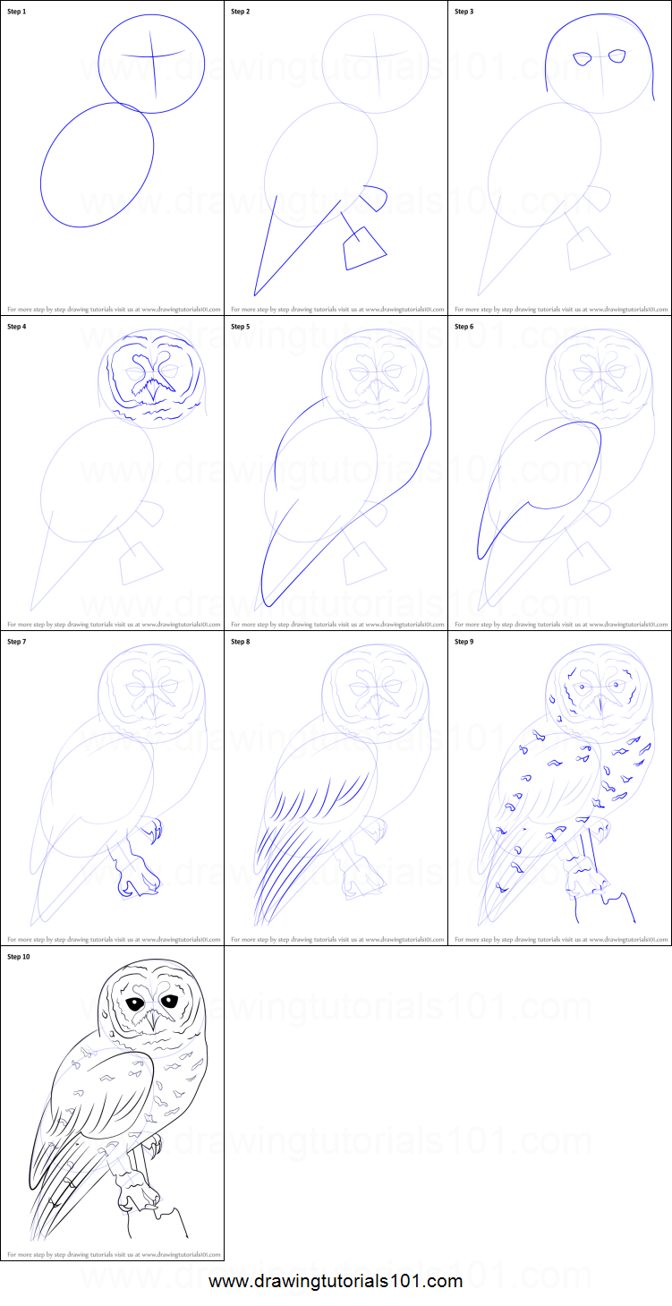 751x1459 How To Draw A Spotted Owl Printable Step - Owl Drawing Tutorial