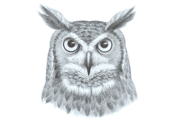 560x400 How To Draw An Owl's Face Head Step - Owl Drawing Tutorial
