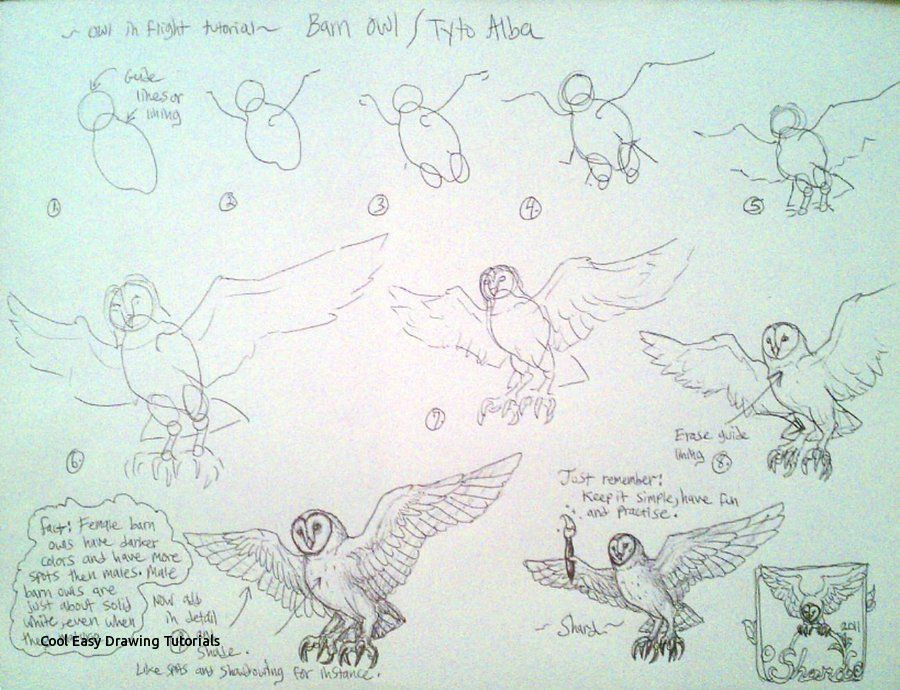 900x690 cool easy drawing tutorials line draw barn owl in flight tutorial - Owl Drawing Tutorial