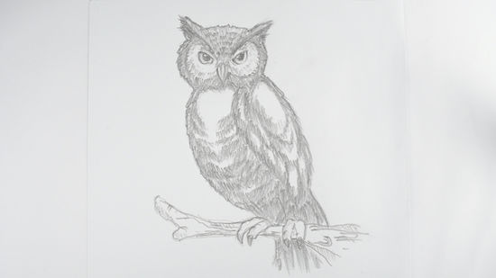 550x309 How To Draw An Owl Steps - Owl Drawing Tutorial