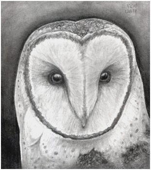 311x350 owl drawing tutorial pretty how to draw an owl head masked owl - Owl Drawing Tutorial