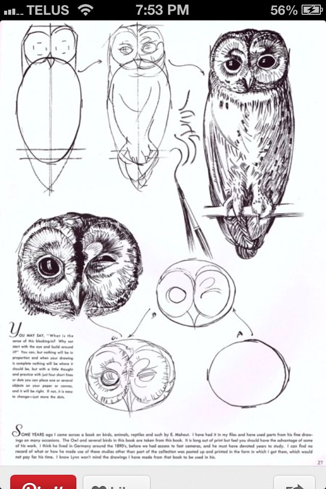 640x960 owl drawing tutorial doodlesandsketches in drawings, art - Owl Drawing Tutorial