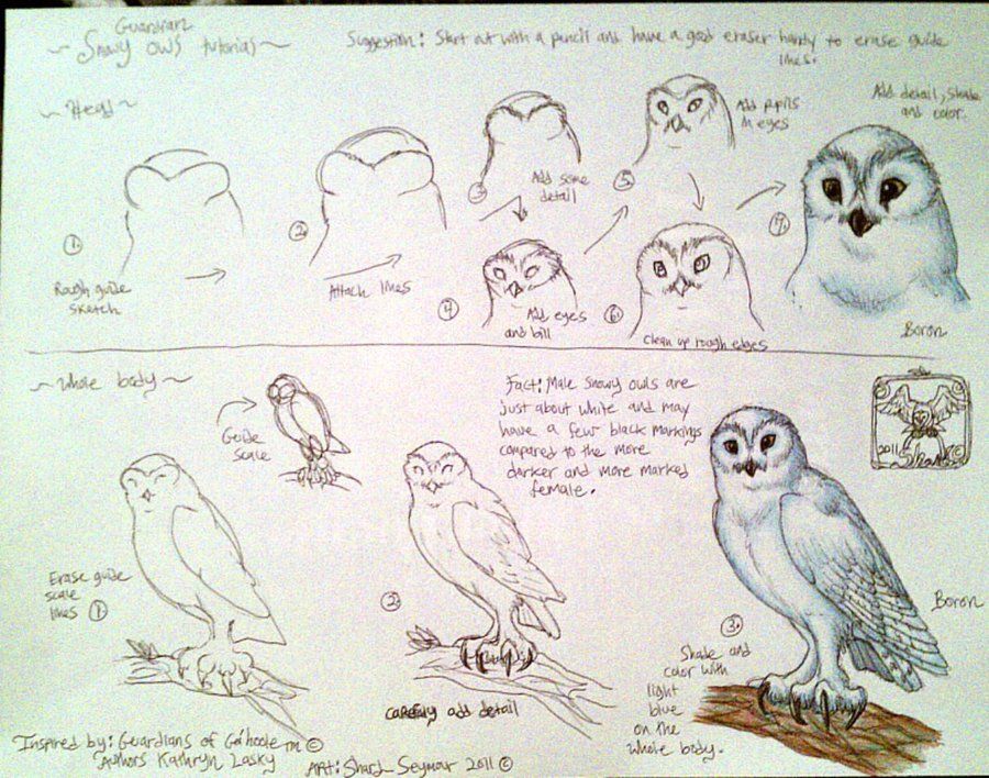 900x708 owl tutorial drawing art instruction and inspiration art - Owl Drawing Tutorial