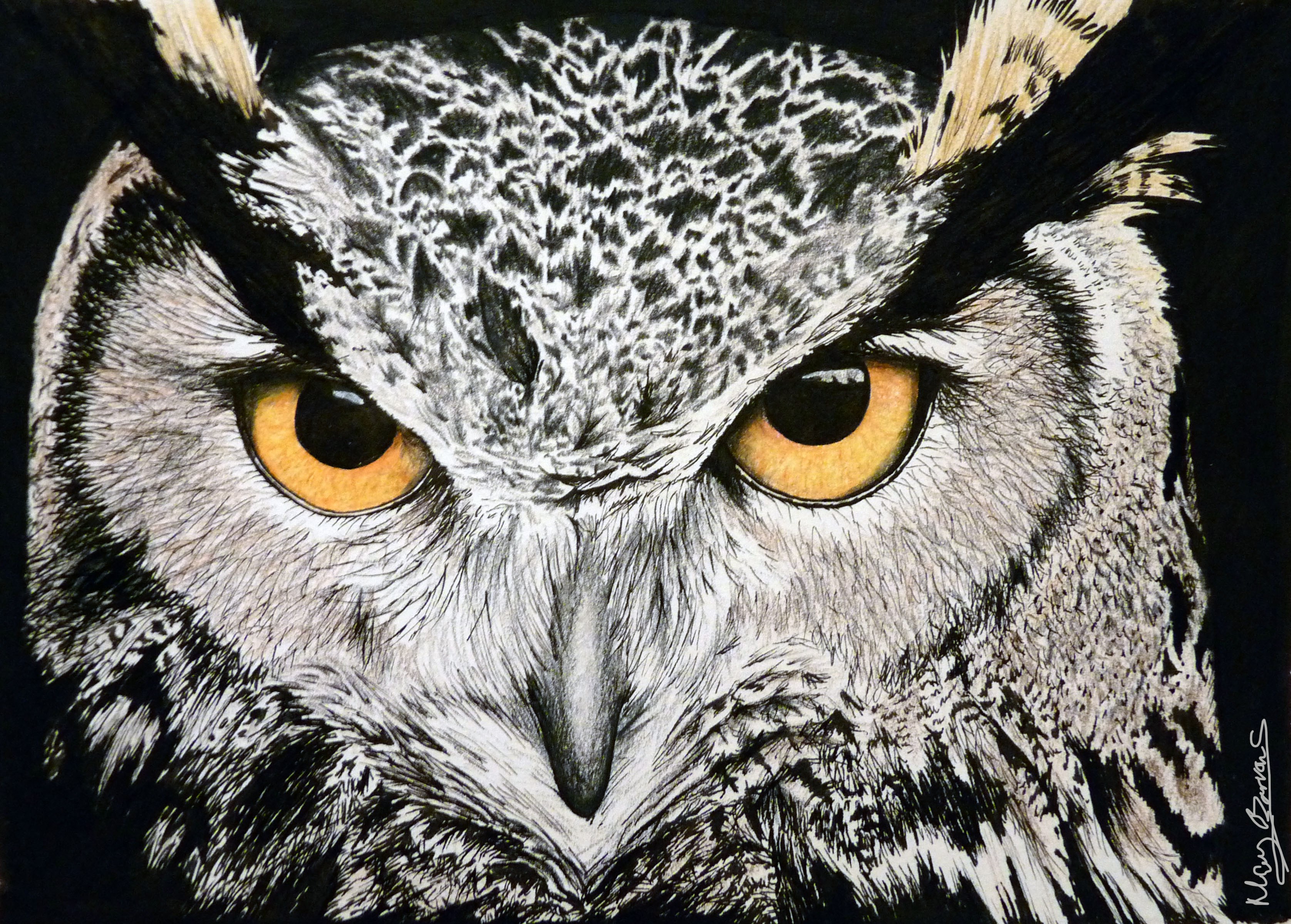 3352x2400 owl eyes pictures and ideas on stem education caucus - Owl Eyes Drawing