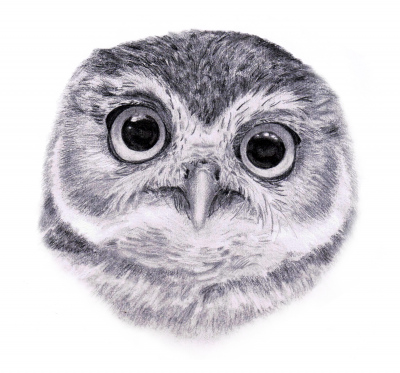 400x373 owl eyes teen ink - Owl Eyes Drawing