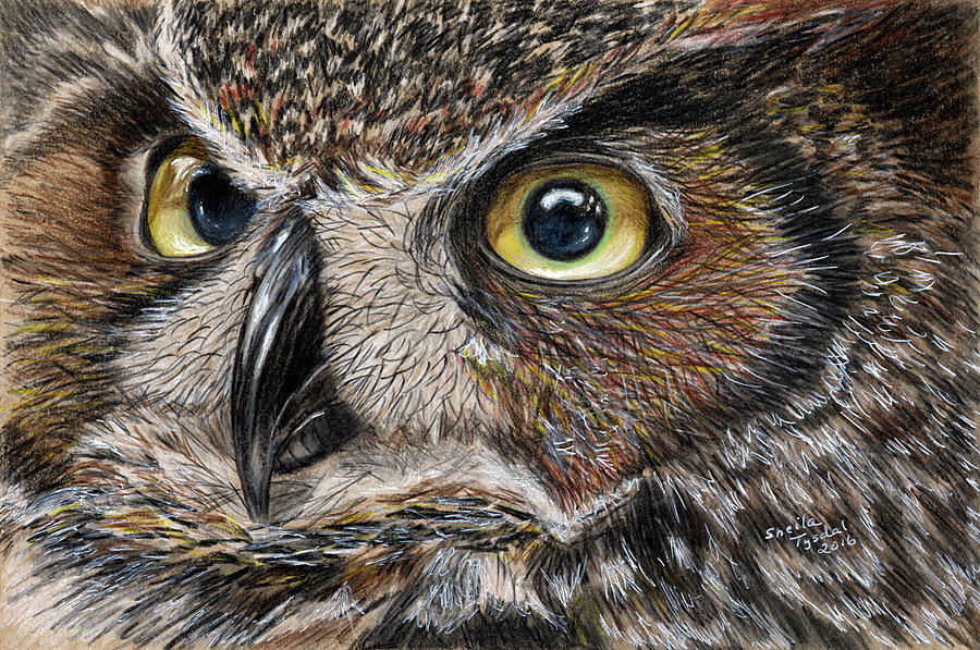 900x597 owl eyes drawing - Owl Eyes Drawing