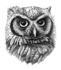 Owl Eyes Drawing at PaintingValley.com | Explore collection of Owl Eyes ...