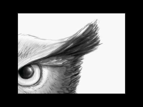 480x360 Owl Eye Sketch - Owl Eyes Drawing