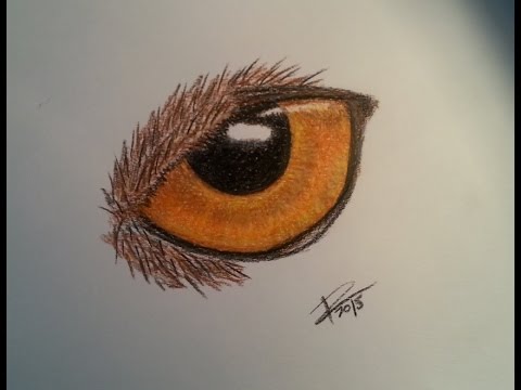 480x360 speed painting owl eye prismacolor pencils - Owl Eyes Drawing