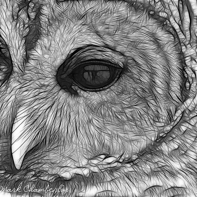 640x640 barr owl eye drawing art owl, owl art, art drawings - Owl Eyes Drawing