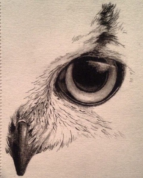 481x600 Eagle Eye Drawings In Drawings, Art, Owl Sketch - Owl Eyes Drawing