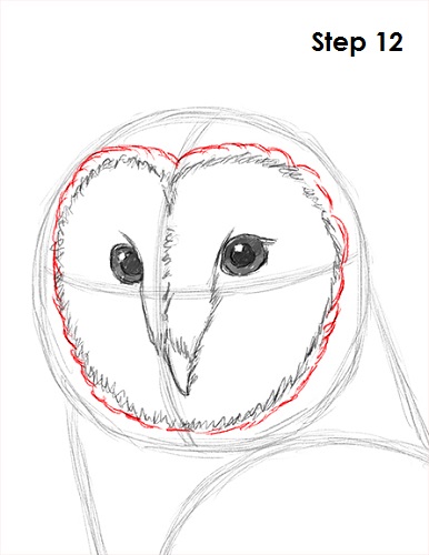 386x500 How To Draw A Barn Owl - Owl Face Drawing