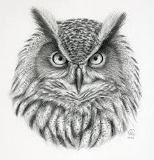 220x229 image result for owl face drawing dan jackson owl art, owl - Owl Face Drawing
