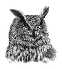 213x236 Image Result For Owl Face Drawing Faces Eurasian Eagle Owl - Owl Face Drawing