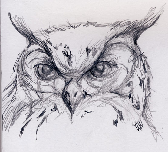 555x502 Owl Face Drawing - Owl Face Drawing