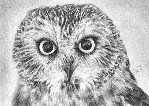 630x450 Owl Face Pencil Drawing - Owl Face Drawing