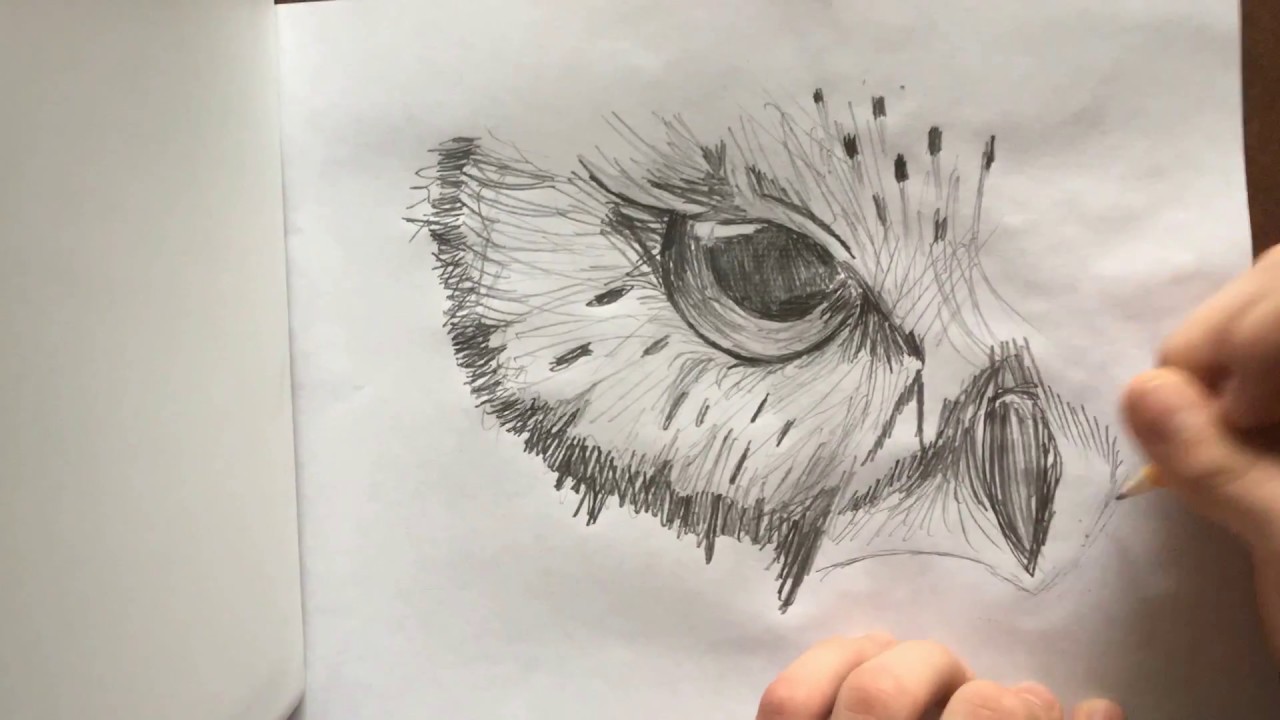 1280x720 Owl Face Sketch! - Owl Face Drawing