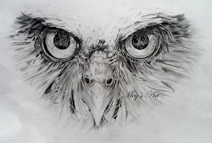 736x499 pencil drawings of owls owl artwork face - Owl Face Drawing