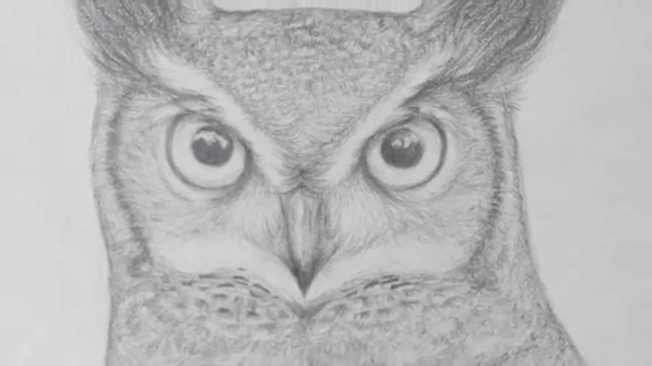 Owl Face Drawing at Explore collection of Owl Face