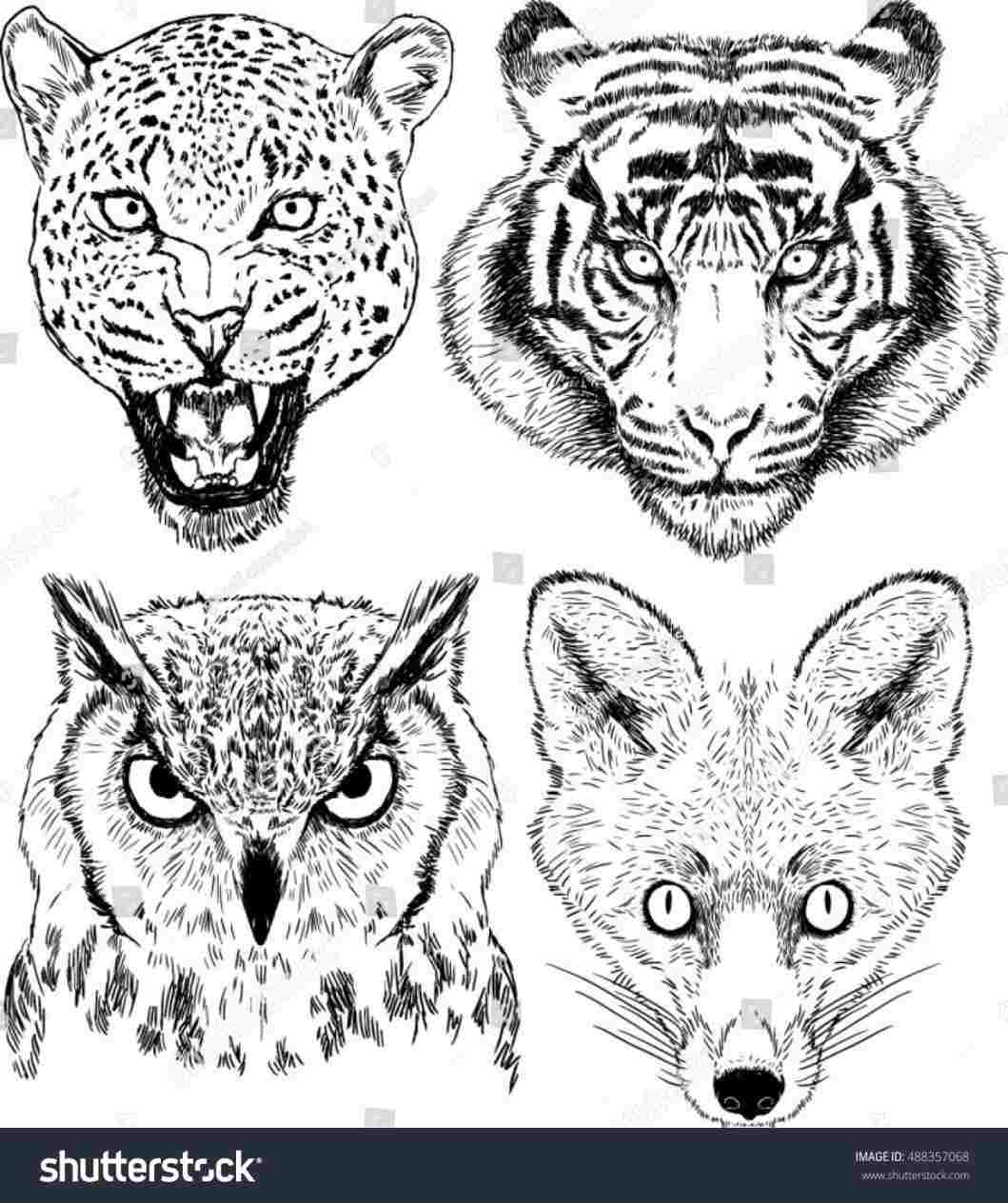 1059x1264 Drawing An Owl Face S Wild Imal Set Stock Royalty Free - Owl Face Drawing
