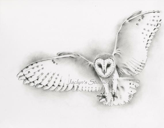 570x445 flying barn owl giclee print pencil and etsy - Owl Flying Drawing