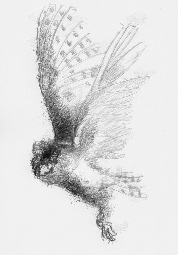 714x1024 Huge Collection Of 'owl In Flight Drawing' Download More Than - Owl Flying Drawing
