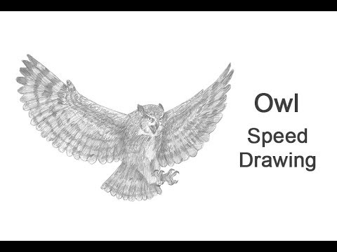 480x360 Owl - Owl Flying Drawing