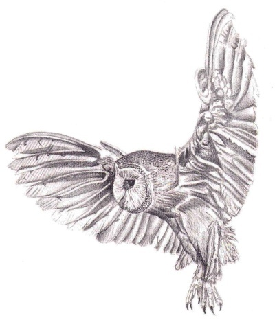 400x466 snowy owls in flight drawing pencil drawing - Owl Flying Drawing