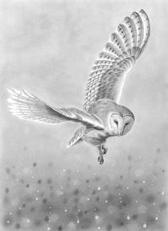 236x324 flying owl drawing - Owl Flying Drawing