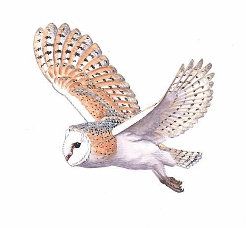 500x463 flying owl drawing - Owl Flying Drawing
