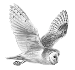 300x280 barn owl project outline cam valley wildlife group - Owl Flying Drawing