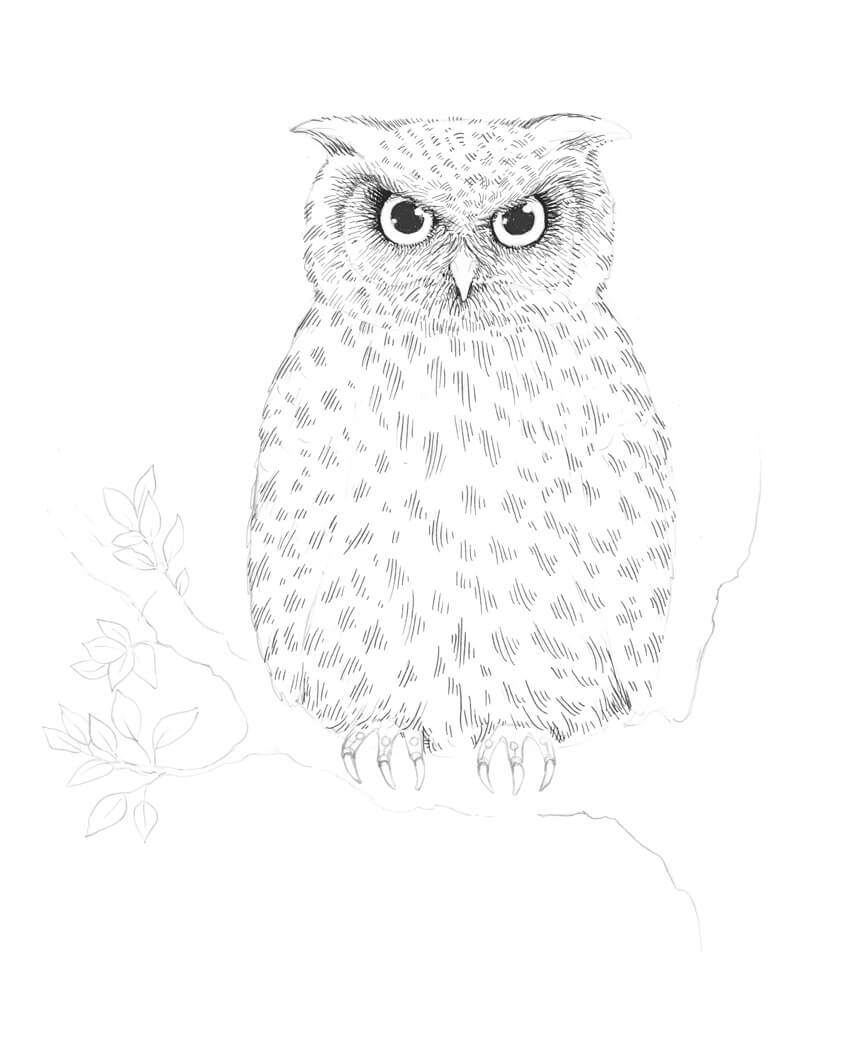 850x1049 How To Draw An Owl - Owl Head Drawing