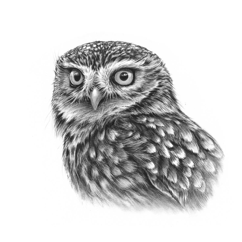 Owl Head Drawing at PaintingValley.com | Explore collection of Owl Head ...