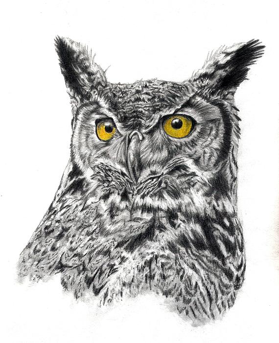 570x700 Great Horned Owl Head Drawing - Owl Head Drawing