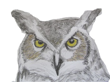 350x263 Great Horned Owl Head - Owl Head Drawing