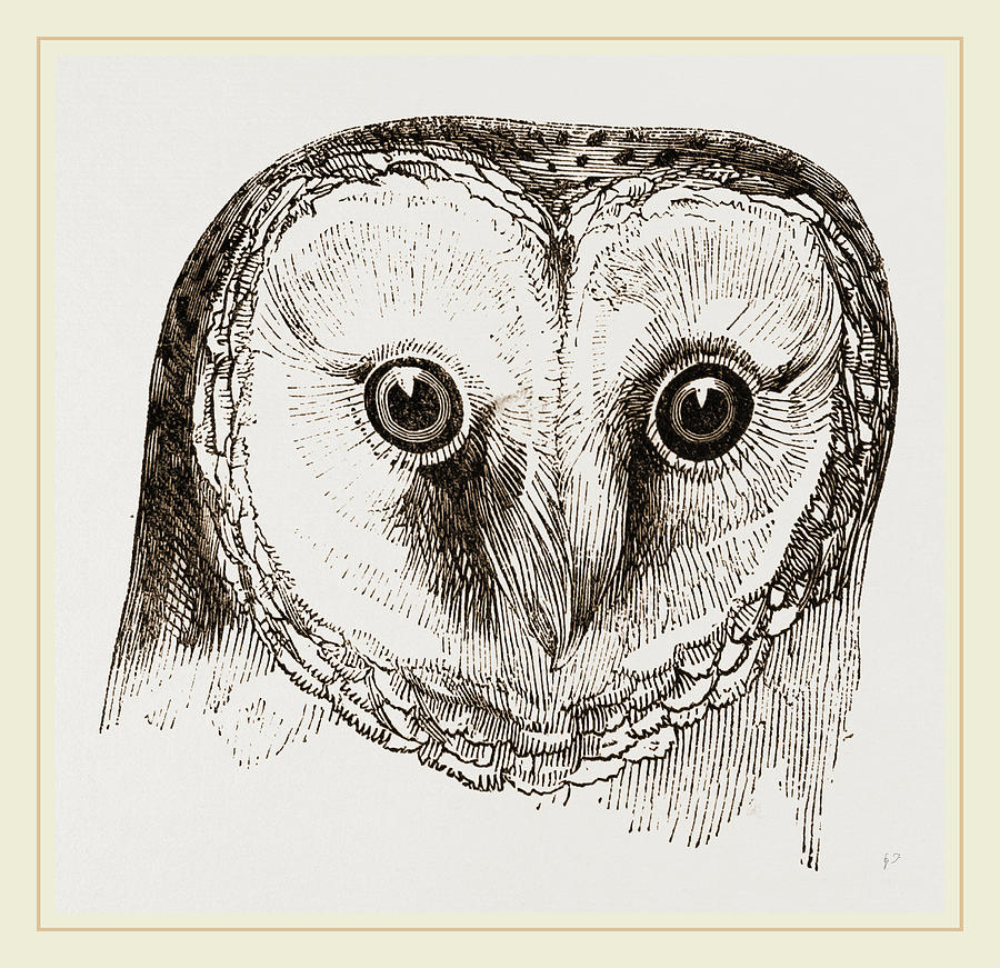 Owl Head Drawing at Explore collection of Owl Head