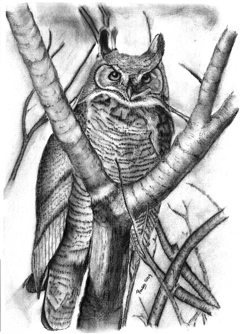Owl In A Tree Drawing at Explore collection of Owl