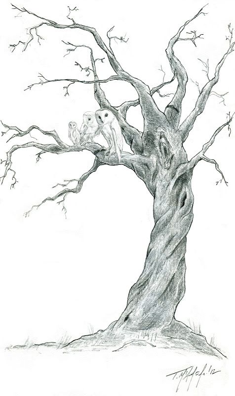 476x800 Huge Collection Of 'owl On Tree Branch Drawing' Download More - Owl In A Tree Drawing