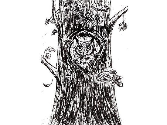 550x413 I Like The Fall Owl In Tree Autumn Ink Drawing Photographic - Owl In A Tree Drawing