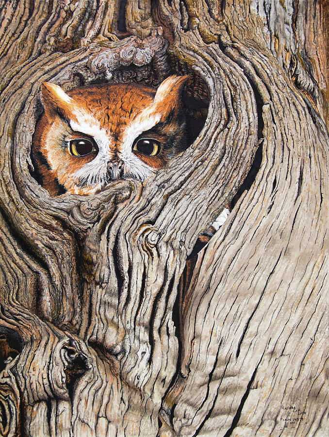 Owl In A Tree Drawing at PaintingValley.com | Explore collection of Owl