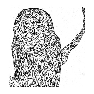 300x300 Owl In Tree Drawing - Owl In A Tree Drawing