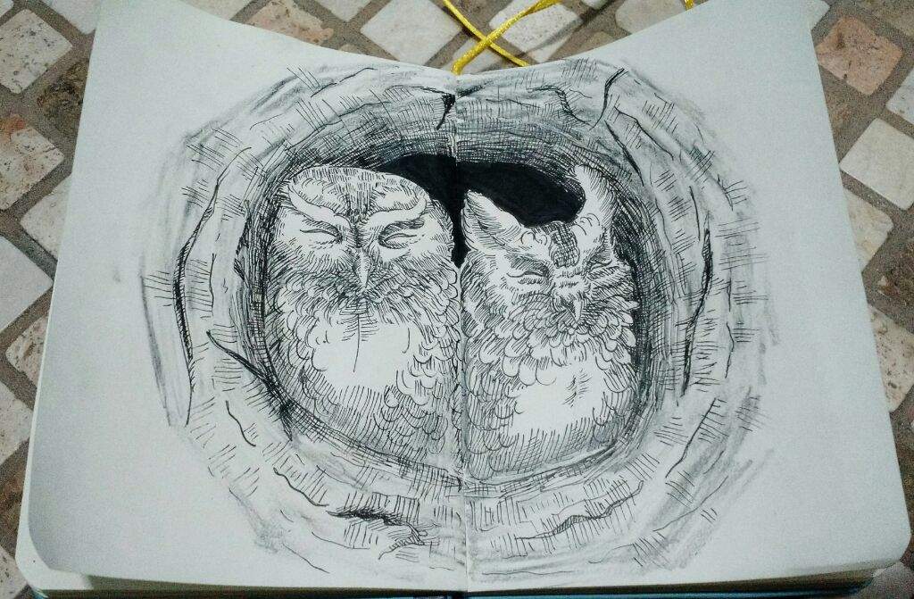 1024x671 The Nice Owl Couple From The Tree Hole Above Amino - Owl In A Tree Drawing