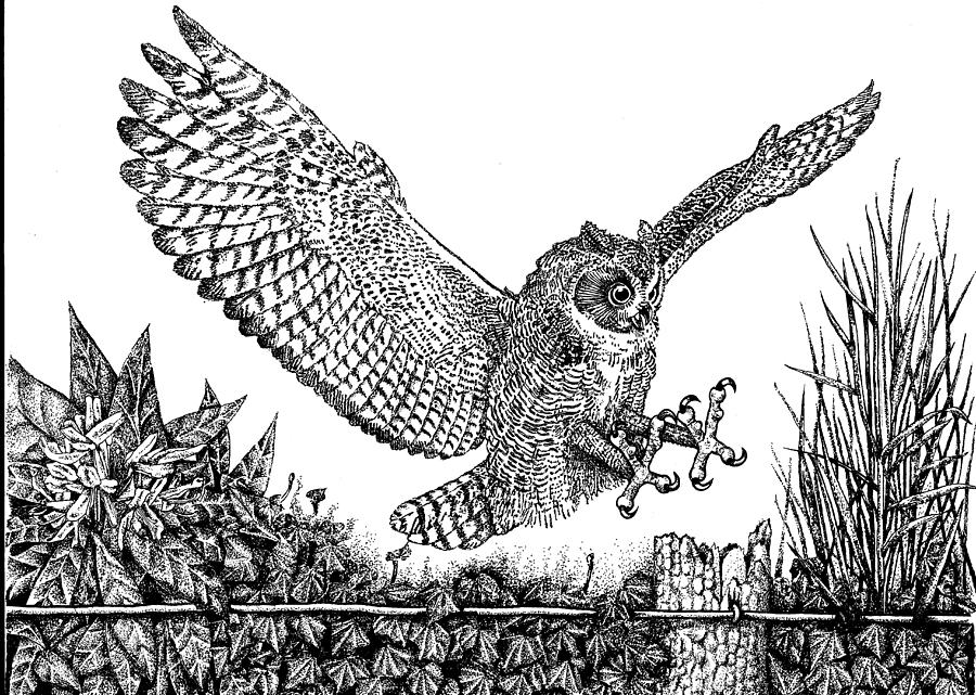 Owl In Flight Drawing at Explore collection of Owl