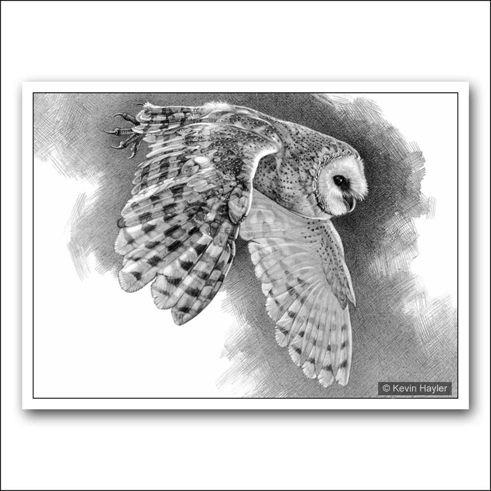 Owl In Flight Drawing at Explore collection of Owl