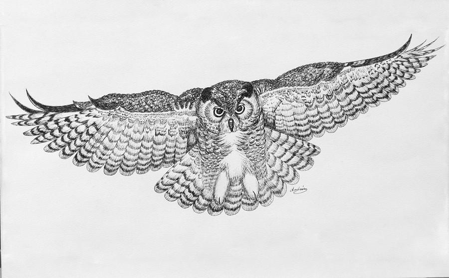 900x557 owl in flight drawing - Owl In Flight Drawing