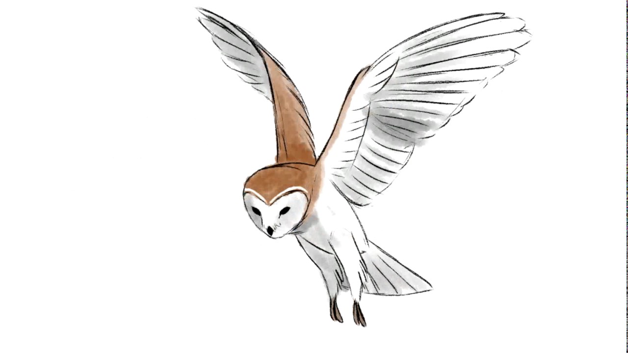 Owl In Flight Drawing at Explore collection of Owl