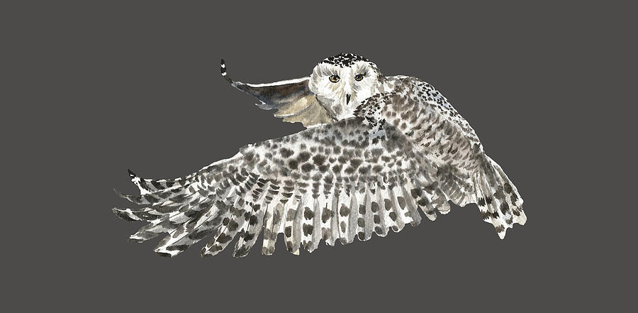900x441 snowy owl in flight drawing - Owl In Flight Drawing