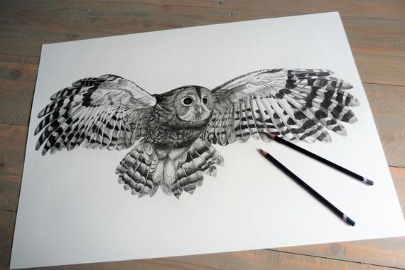 570x380 tawny owl in flight original graphite pencil drawing etsy - Owl In Flight Drawing