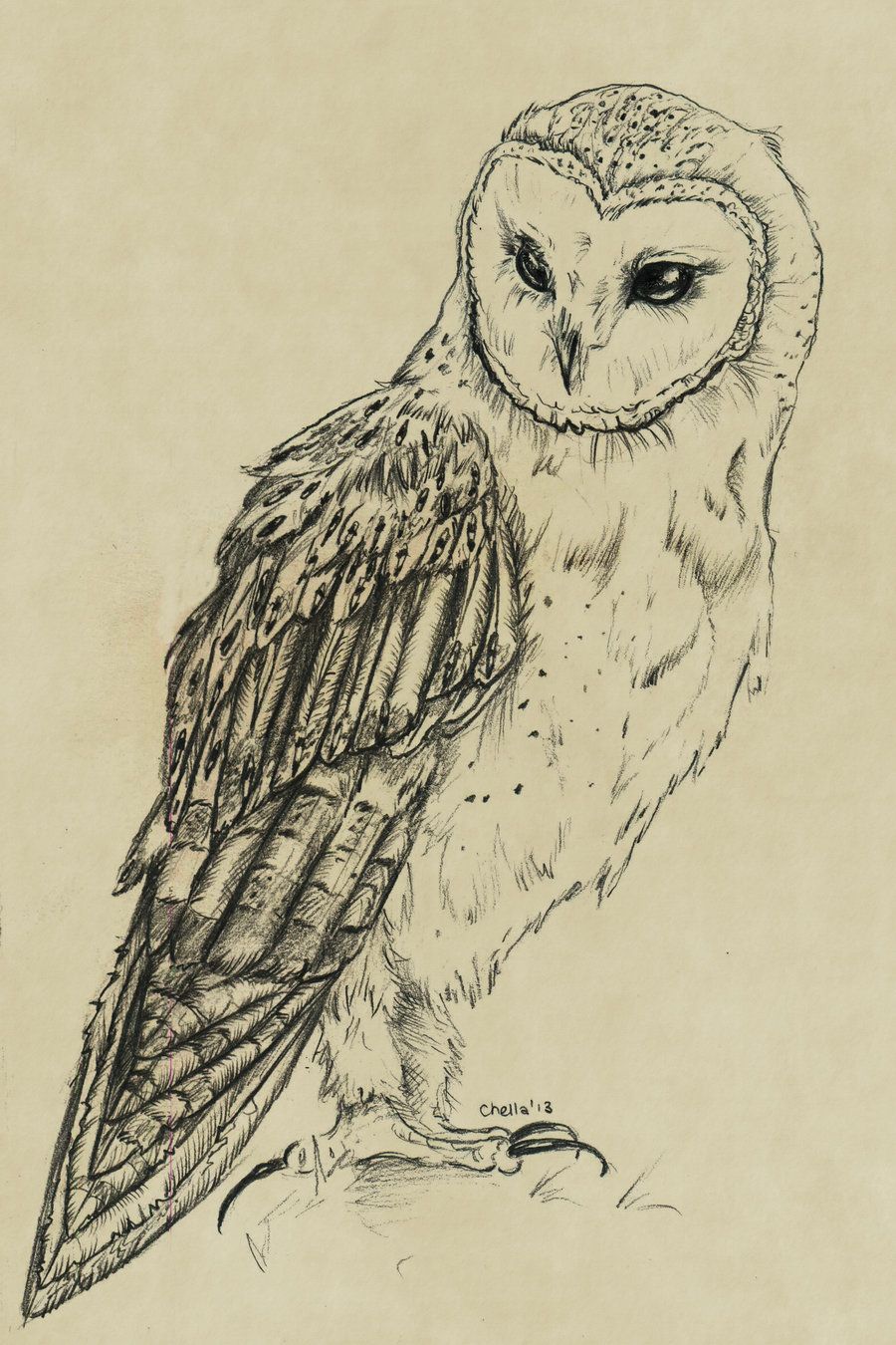 900x1350 owl in flight drawing - Owl In Flight Drawing